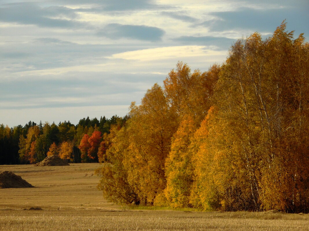 Картина осени. - nadyasilyuk Вознюк