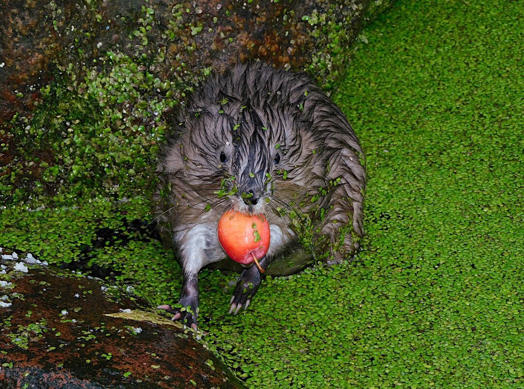 Ондатрёнок с яблочком китайки - Лина 