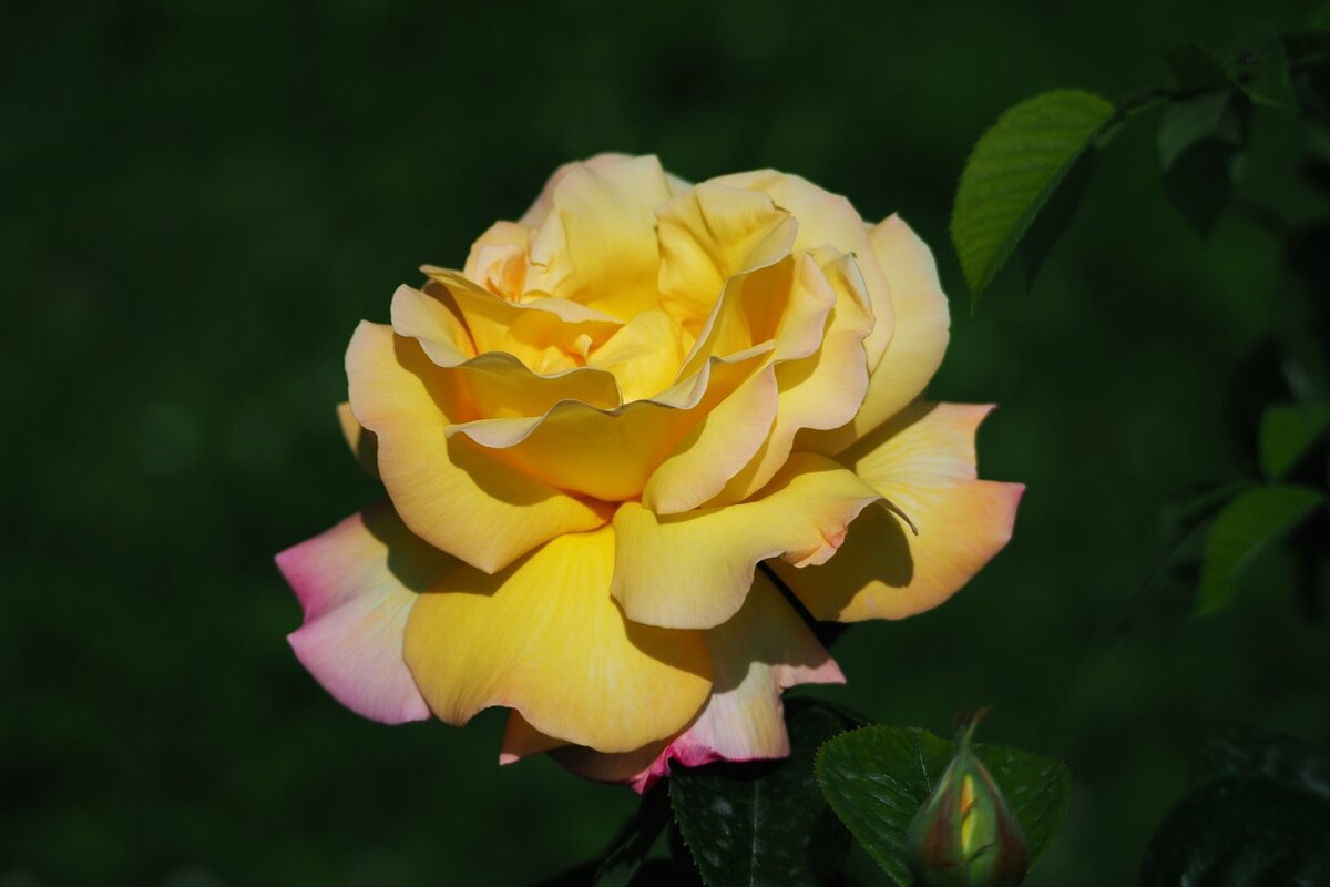 Неувядаемая роза - wea *