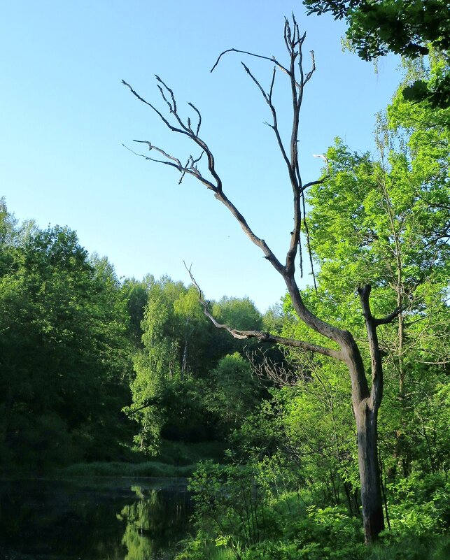 Сухое дерево на берегу - Андрей Снегерёв