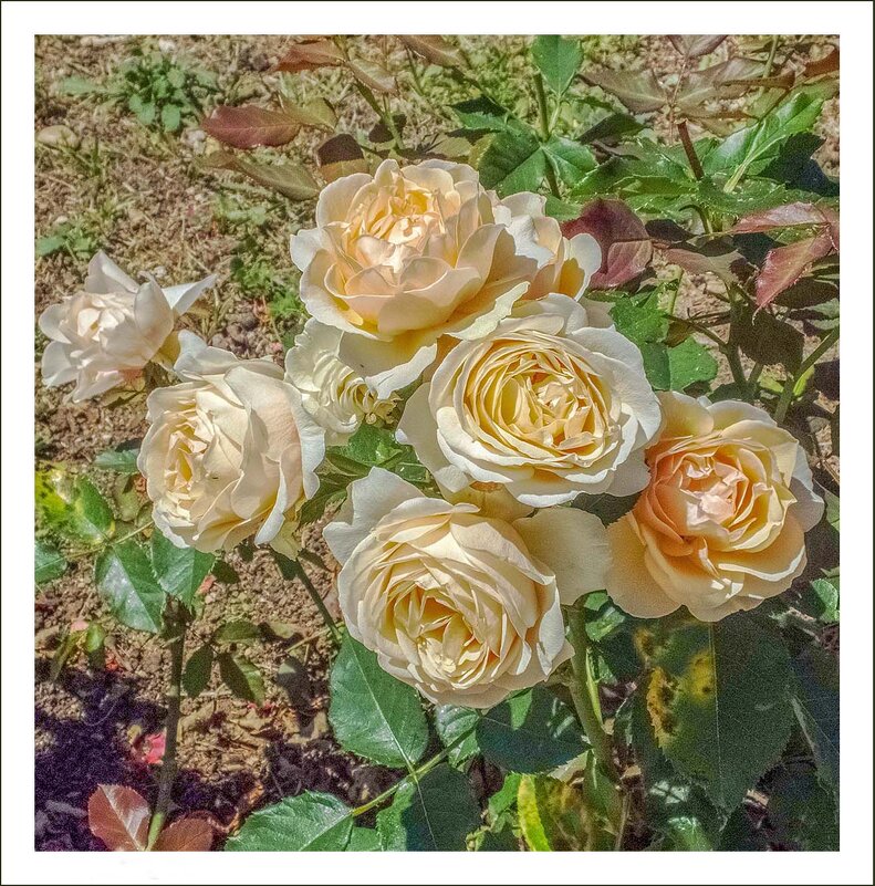 Осенние розы - Любовь Зинченко 