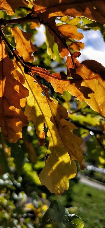 Краски уходящей Осени - VADIM *****