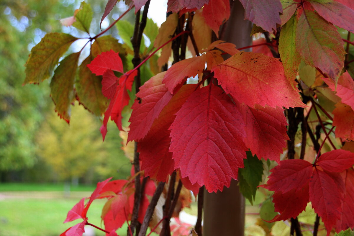 Осень — это запах фейерверка осенних листьев и красного вина. - Tatiana Markova