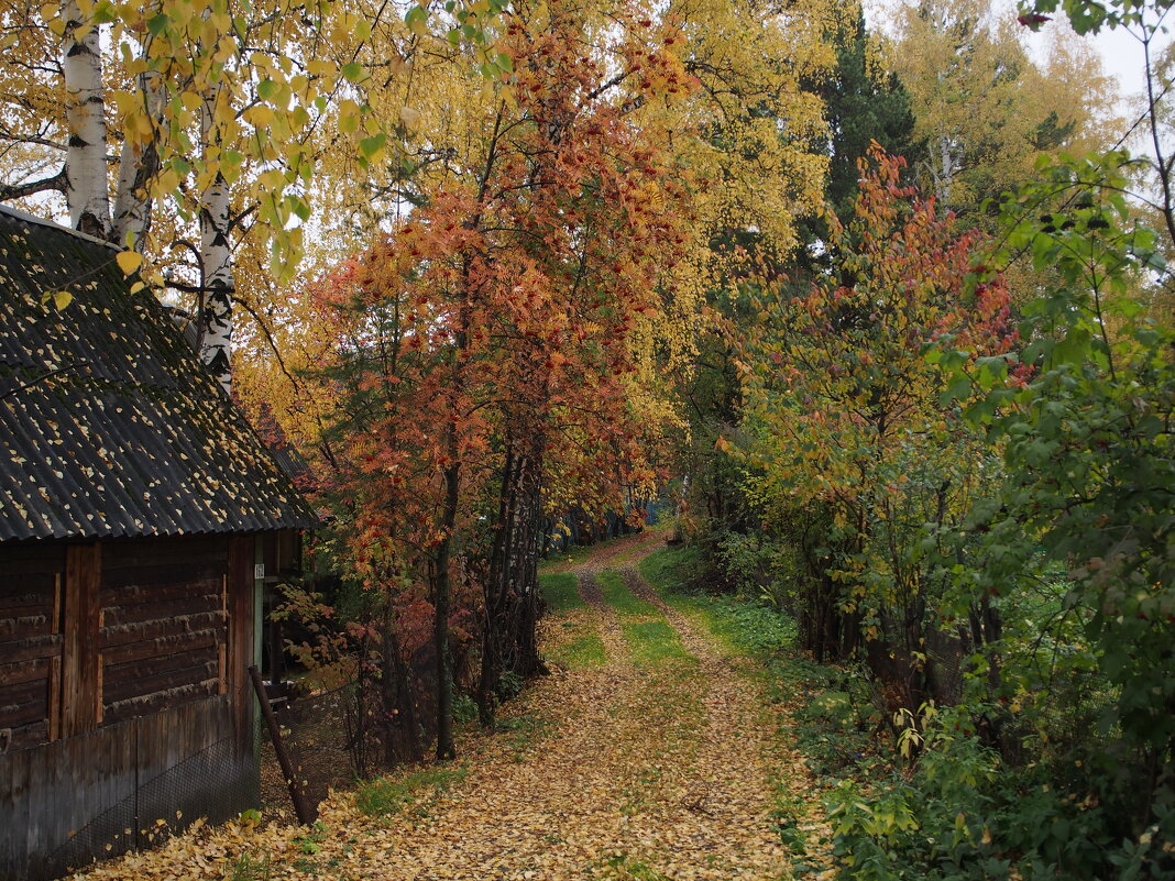 Дачные улочки - Борис 