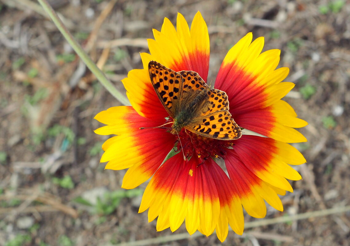 Сегодняшние бабочки на осенних цветах 4 - Александр Прокудин