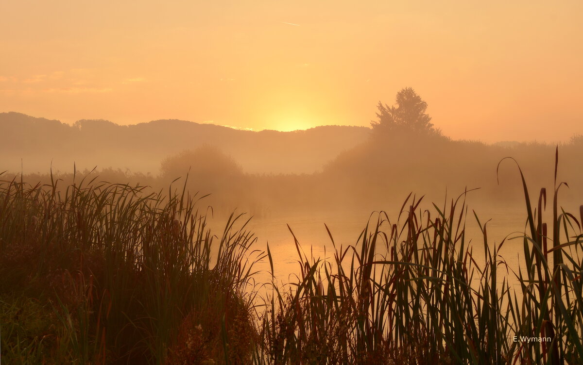 misty morning - Elena Wymann