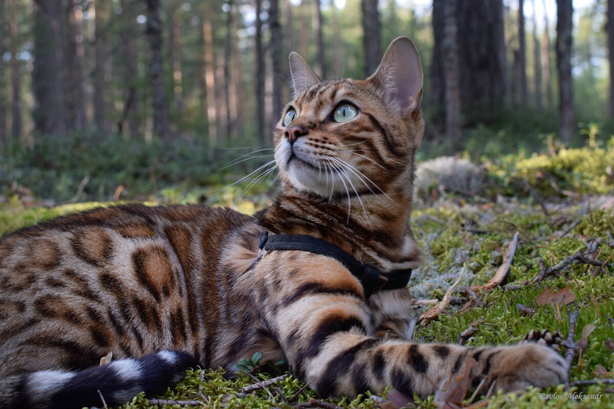 Маленький леопард в лесу - Aleksandr P.