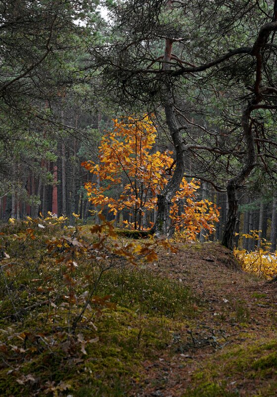 Осенний лес - Михаил Новиков