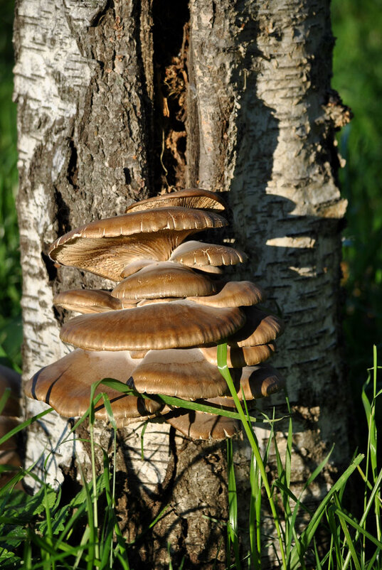 Городские грибы (5) - Юлия Сироженко