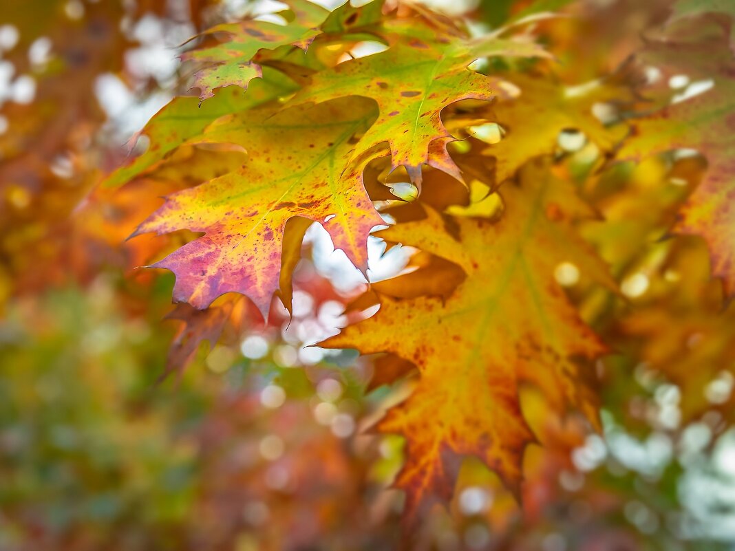 Осенняя палитра - kvstu 