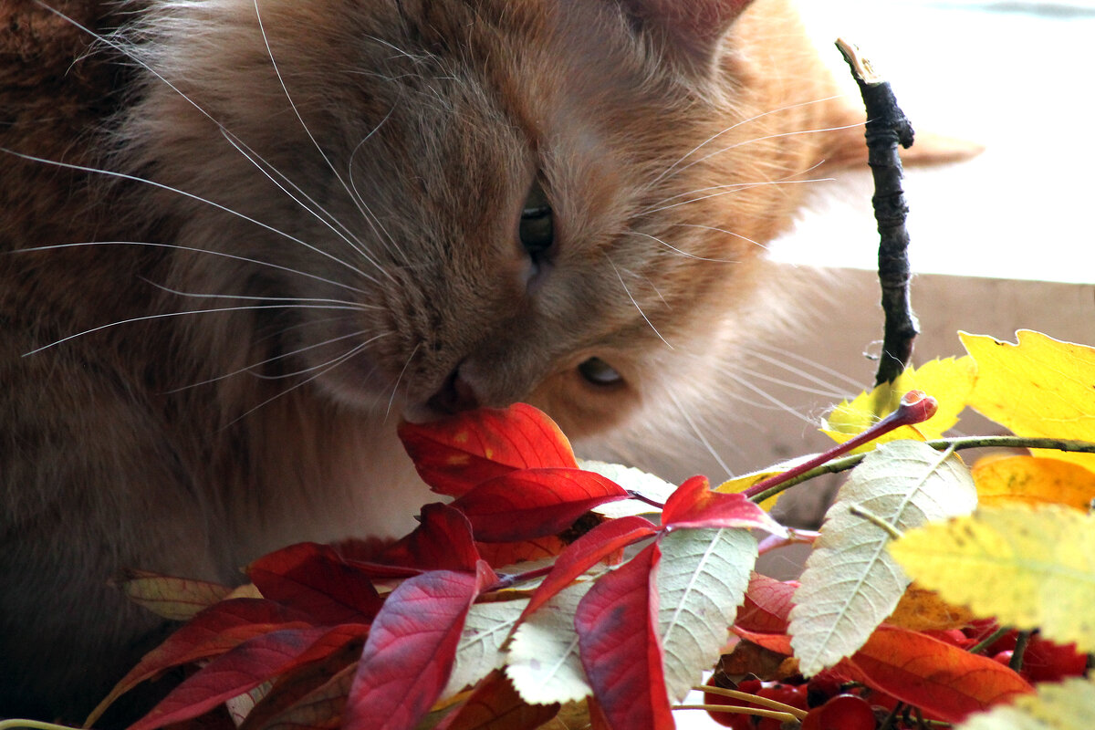 Кот и осенние листья - Екатерина Торганская