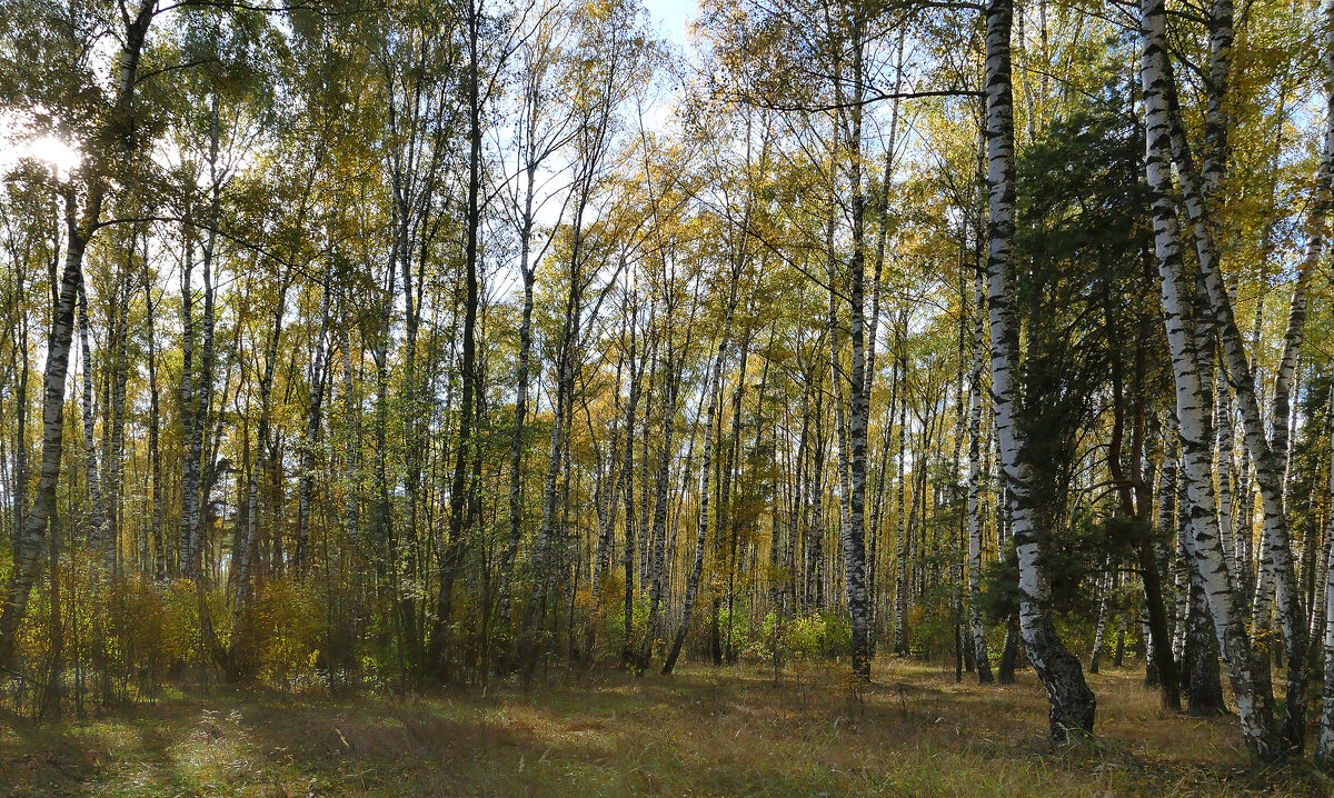 осенняя полянка - РозаВетроф 