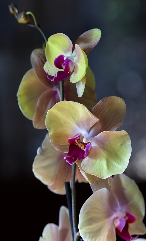 Орхидея - Alexander Amromin