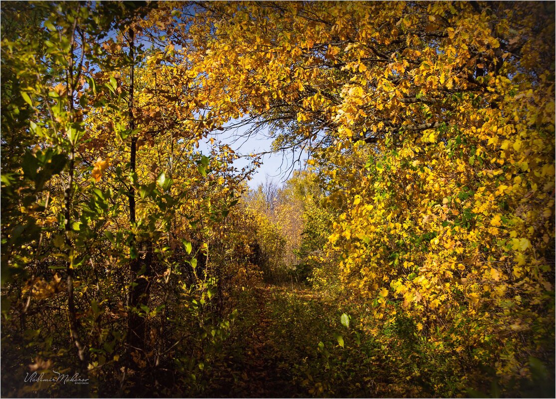 "Осенний золотой портал. Перемещение"© - Владимир Макаров