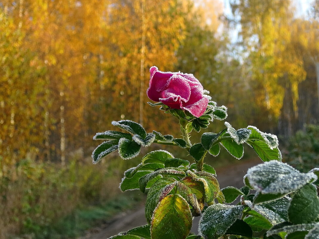 В инее утренних заморозков октября - Николай Белавин