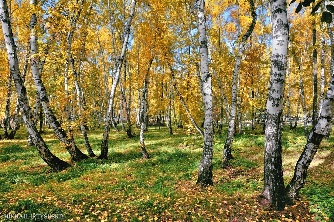 Осень в парке - Mikhail Irtyshskiy