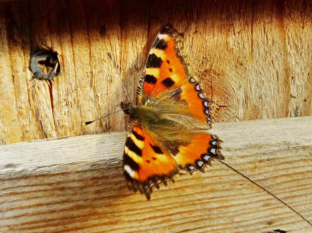 Сонцевик кропив;яний (Aglais urticae) — метелик з родини сонцевики - Ivan Vodonos