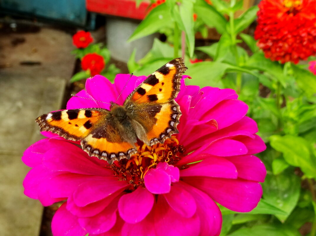 Сонцевик кропив;яний (Aglais urticae) — метелик з родини сонцевики - Ivan Vodonos