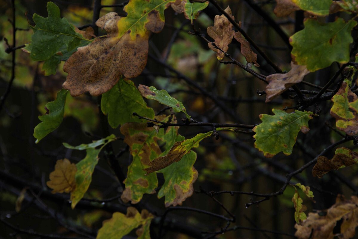 Осенние листья дуба - Татьяна Шеффель