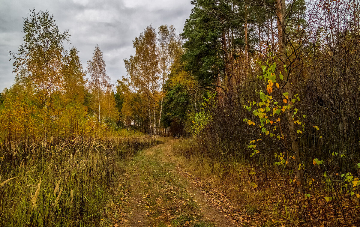 Осень в лесу - Андрей Дворников