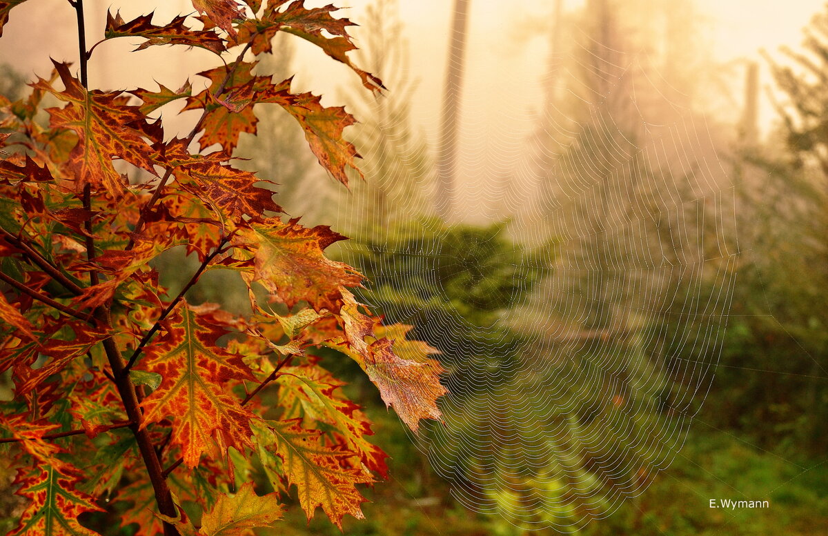 misty morning - Elena Wymann