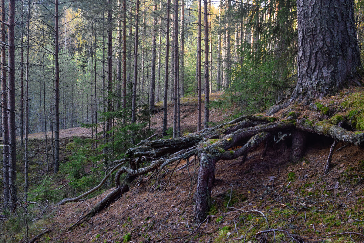 В лесу - Aleksandr P.