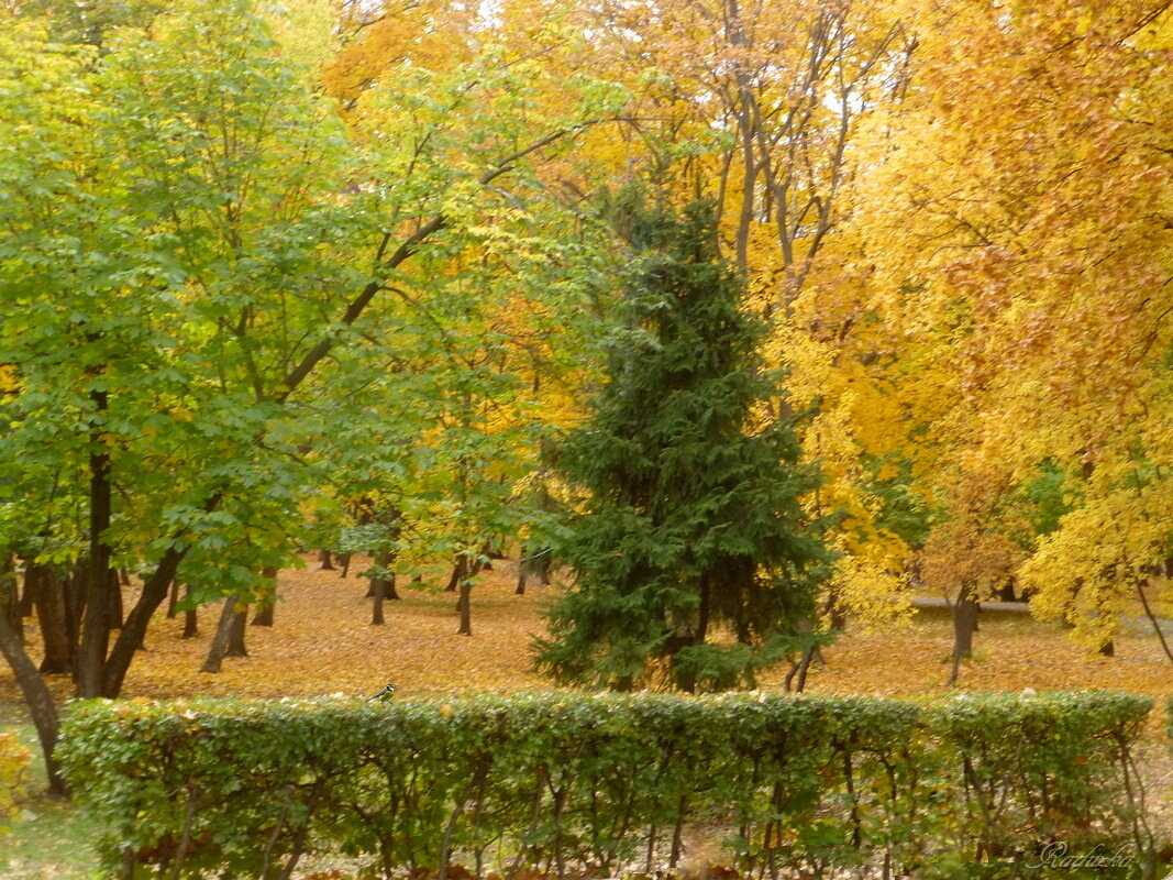 Осенние краски - зеленое с желтым - Raduzka (Надежда Веркина)