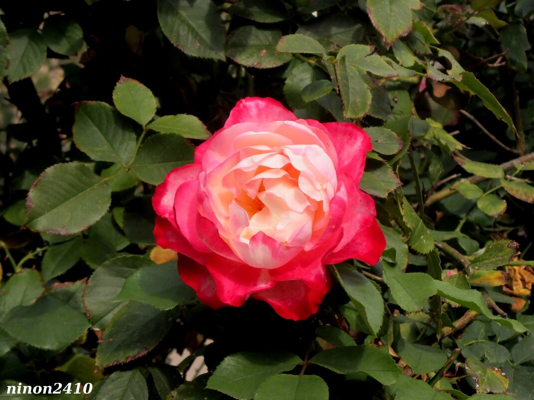 Роза на городском газоне - Нина Бутко