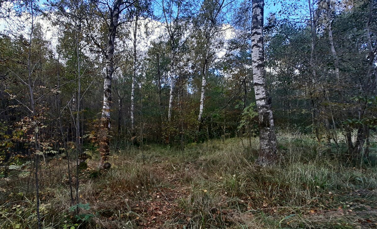 Осенний лес - Наталья Герасимова