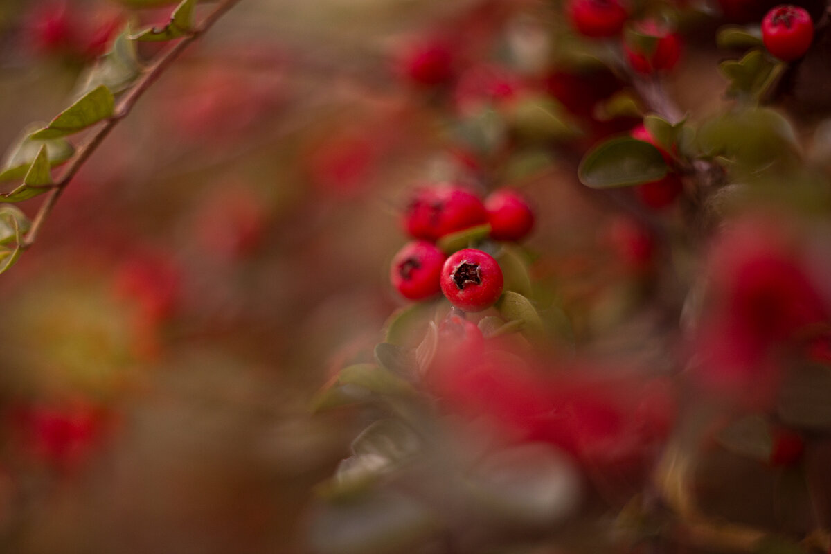 Осенние ягодки - Яна Горбунова