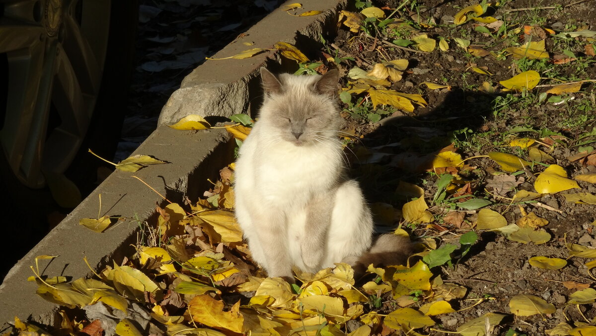 Осенний кот - kudrni Кудрявцева