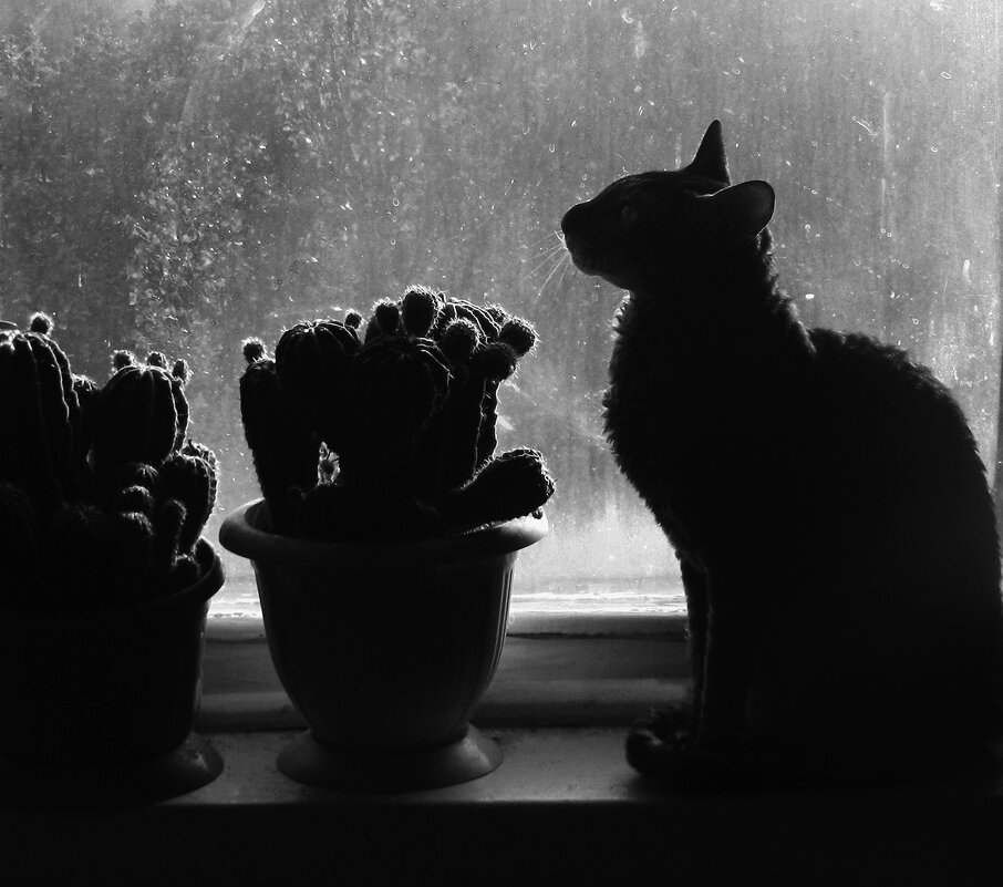 кот окно и кактус - Лера 