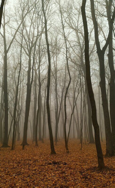 Таинственный лес - Олег Денисов