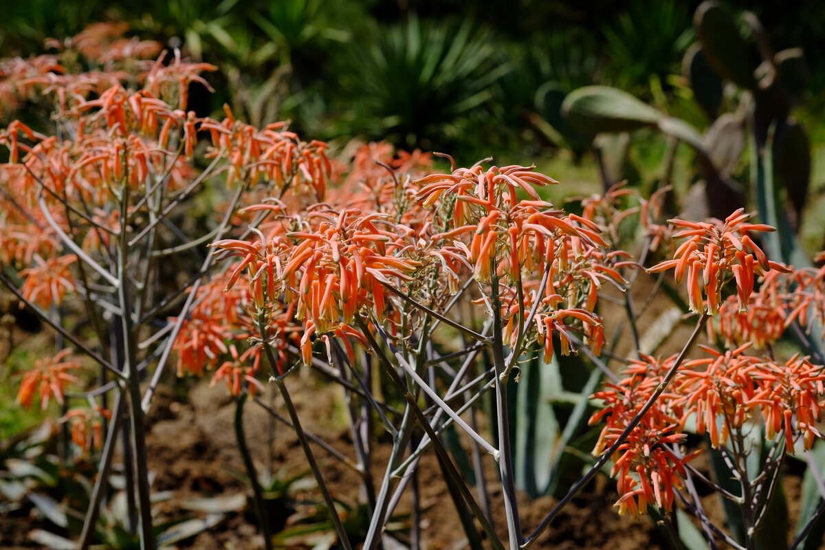 Aloe Saponaria/ Maculata Алоэ мыльное/пятнистое - wea *
