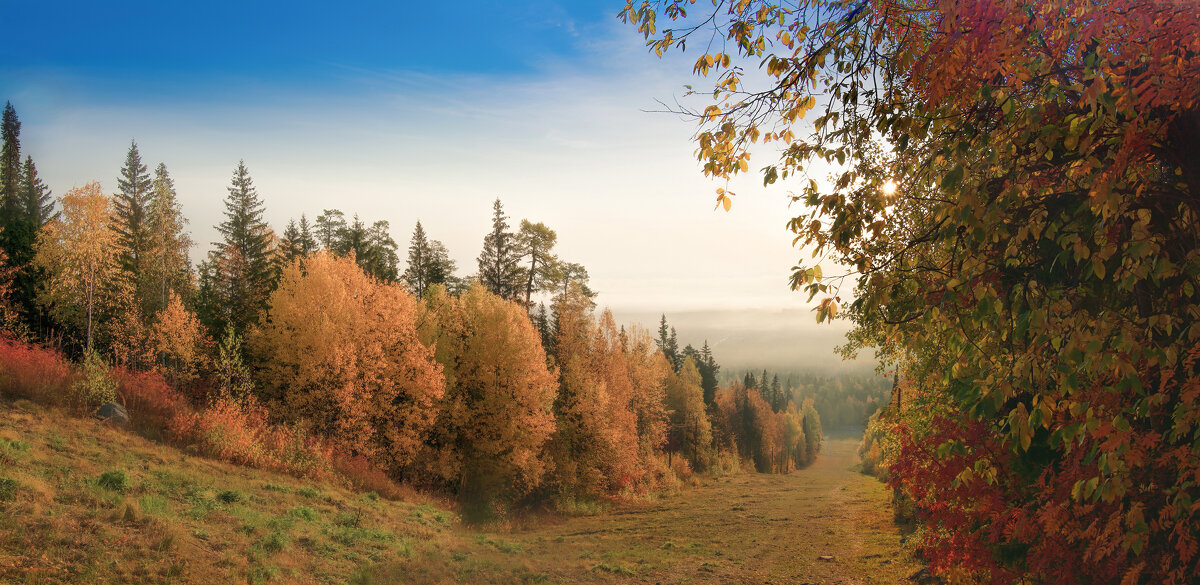 Золотом покрытый лес осенний - Vladimbormotov 