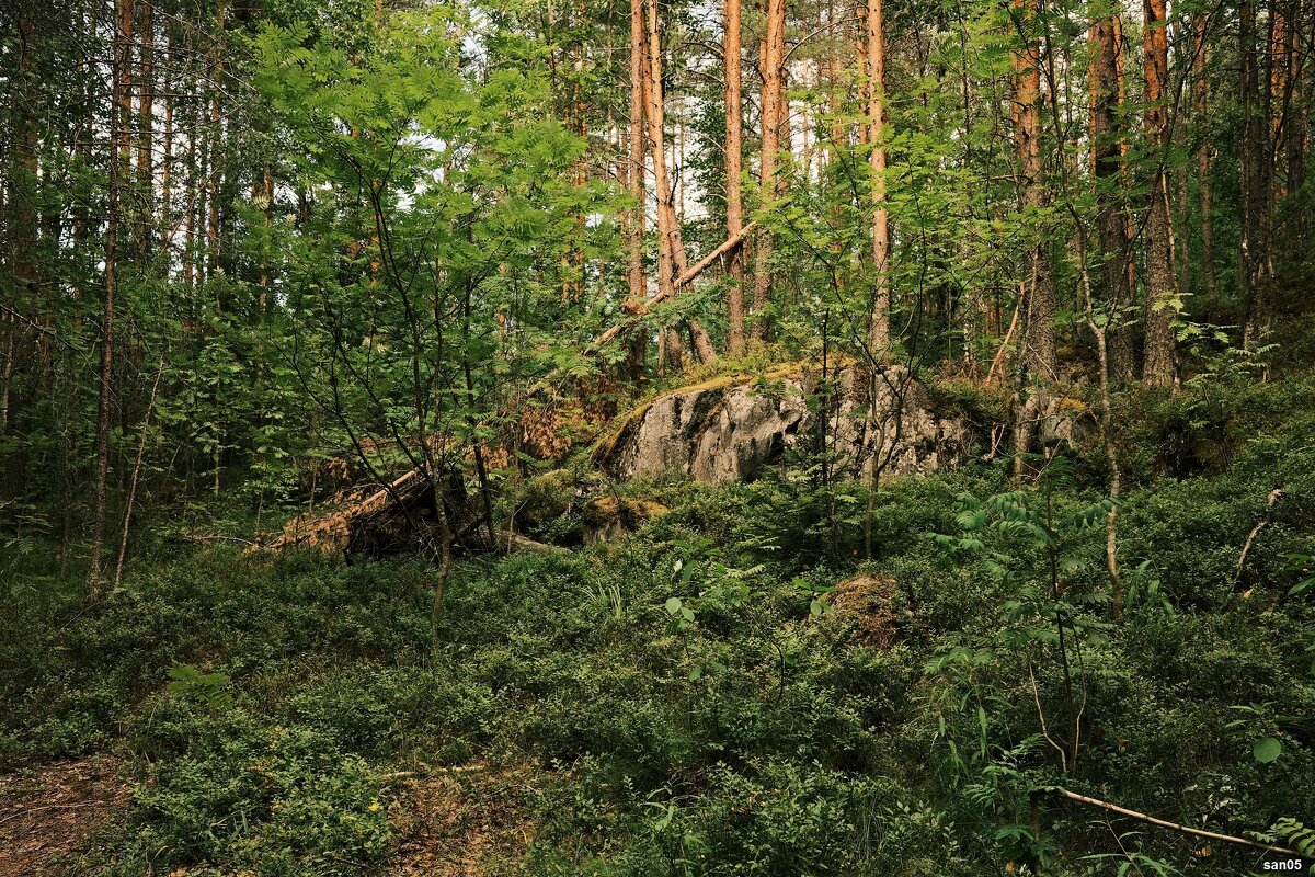 В окрестном лесу - san05 -  Александр Савицкий