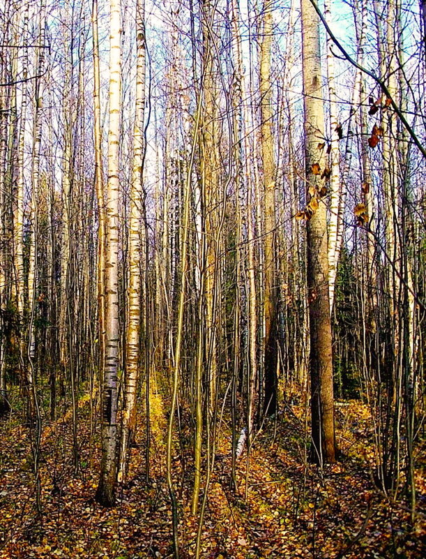 31 октября в лесу. - VasiLina *