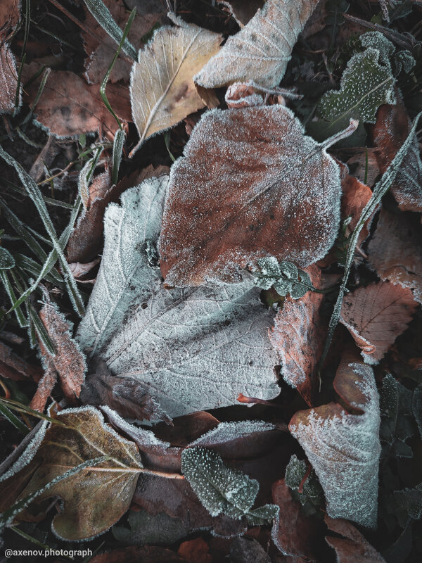 Ноябрьские заморозки - Андрей Аксенов