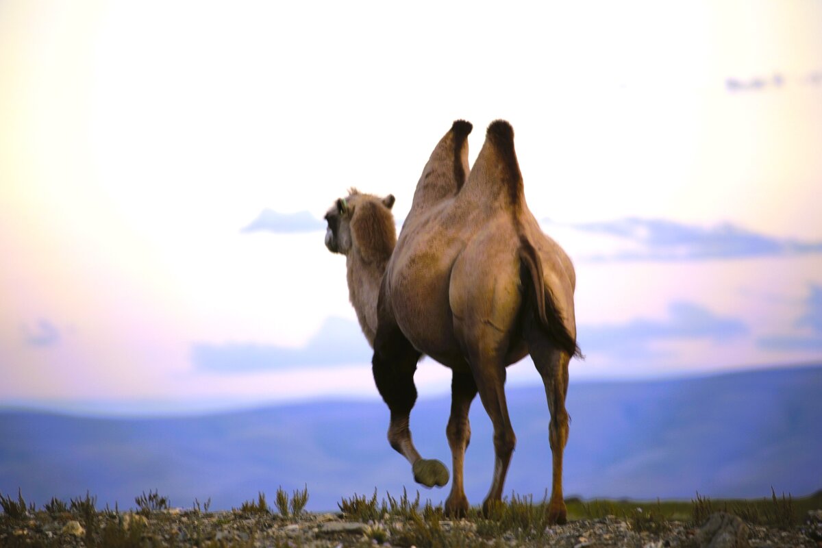 Верблюд в степи - Танзиля Завьялова