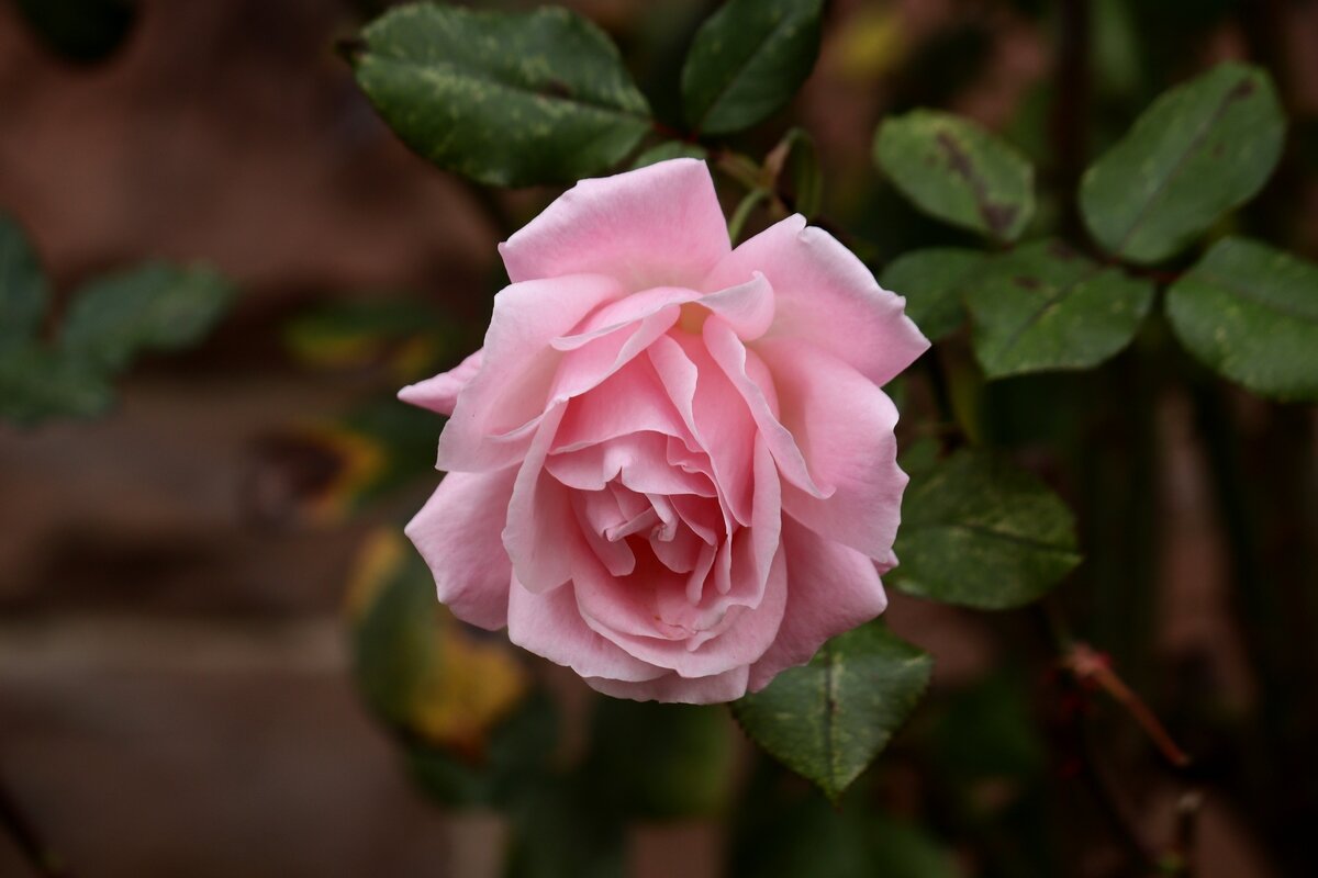 Последние розы, они трогательны в своей красоте - Юрий. Шмаков