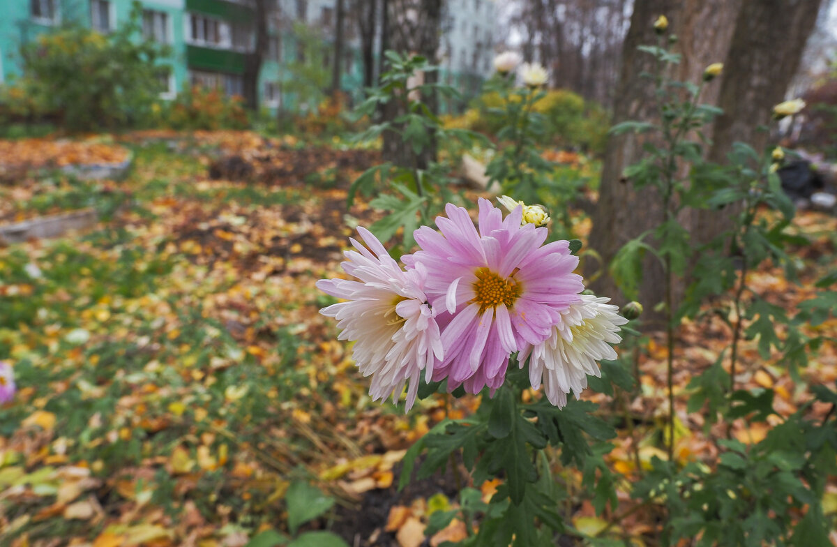 Цветы Запоздалые - юрий поляков