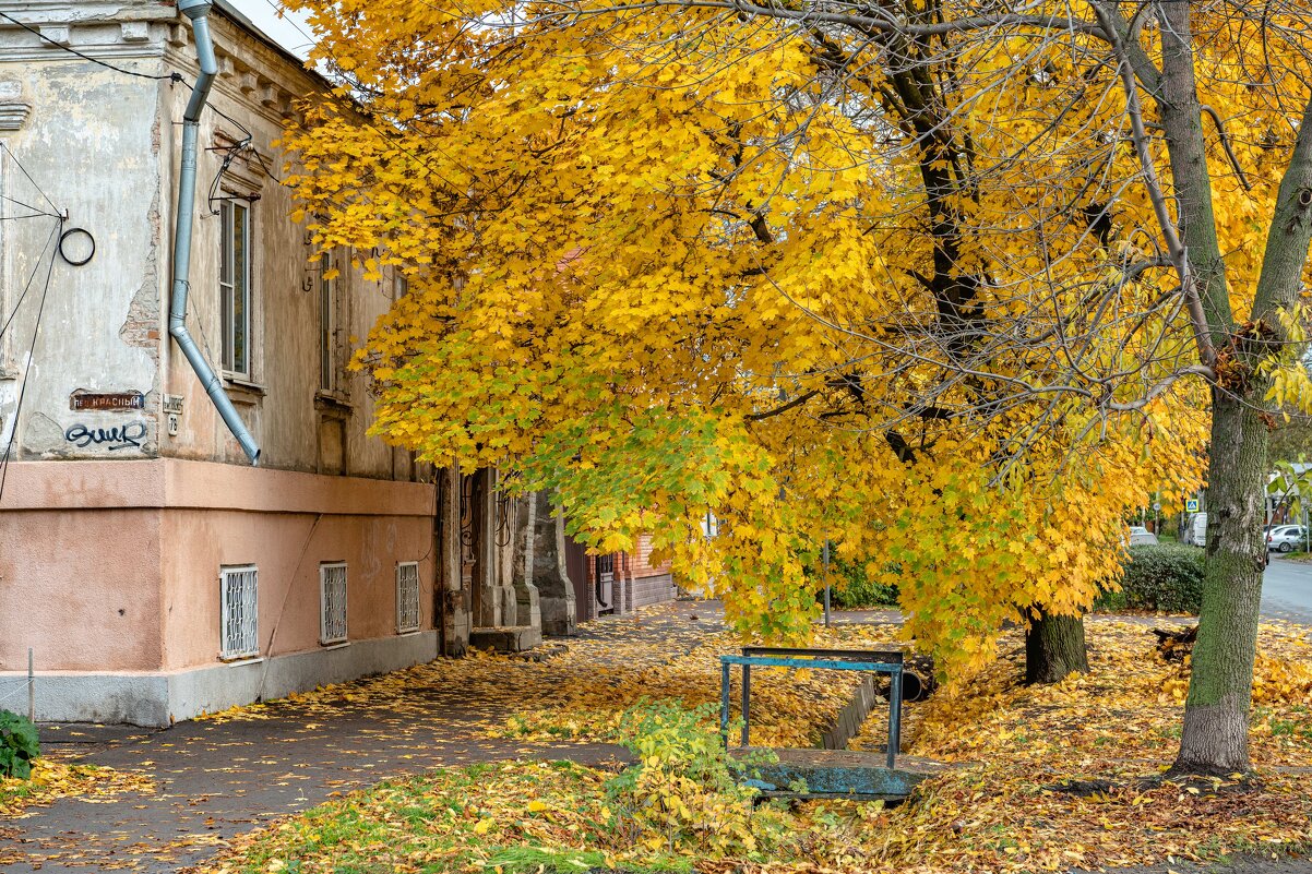 осенний клён - Константин Бобинский