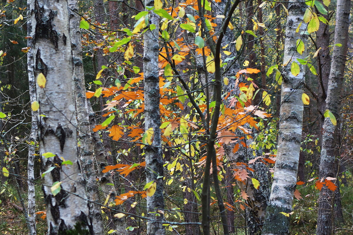 Картинки из осеннего леса - Маргарита Батырева