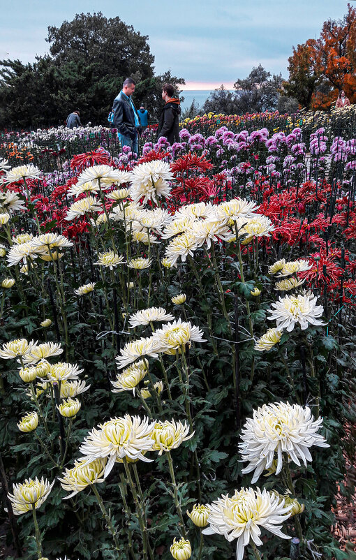 Выставка хризантем в Никитском ботаническом саду - Варвара 