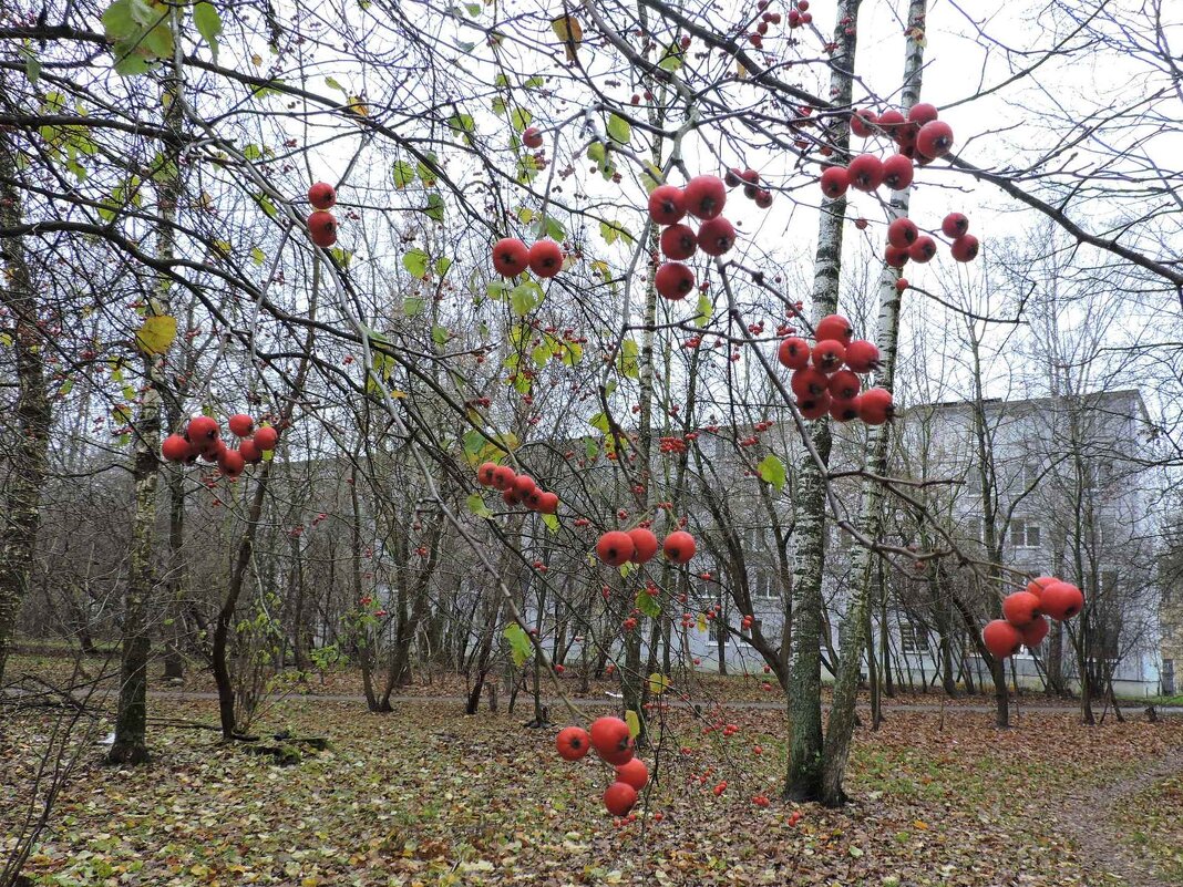 Ноябрьский этюд. - Мария Васильева