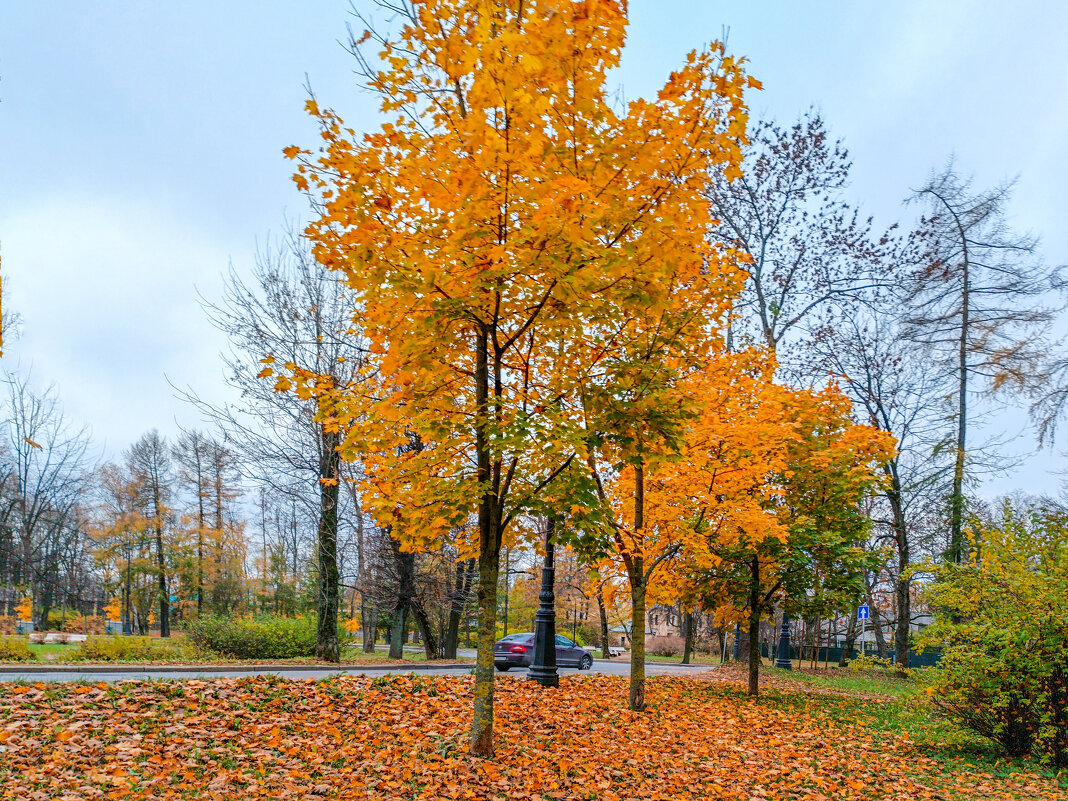 Золотая осень ещё продолжается в Каменноостровском парке - Стальбаум Юрий 