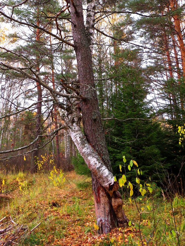 Объятия деревьев - Андрей Снегерёв