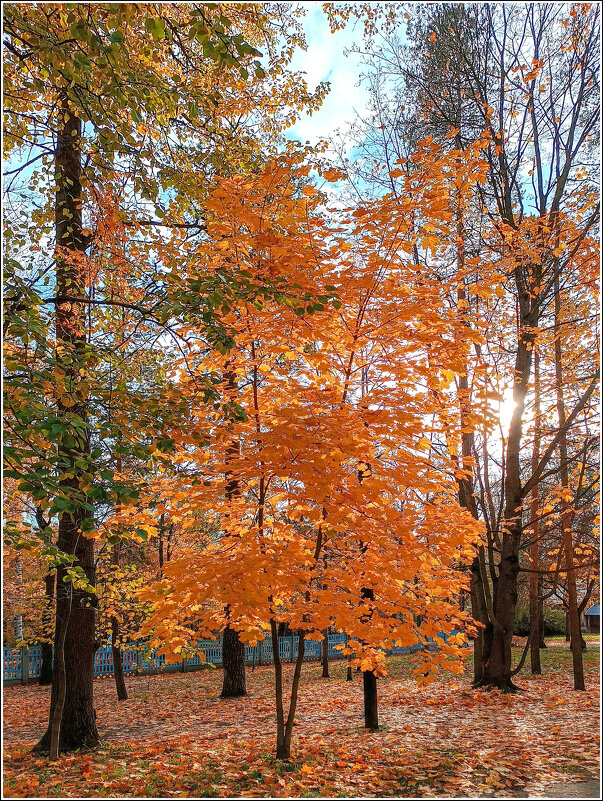 Осенняя краса - Любовь Зинченко 