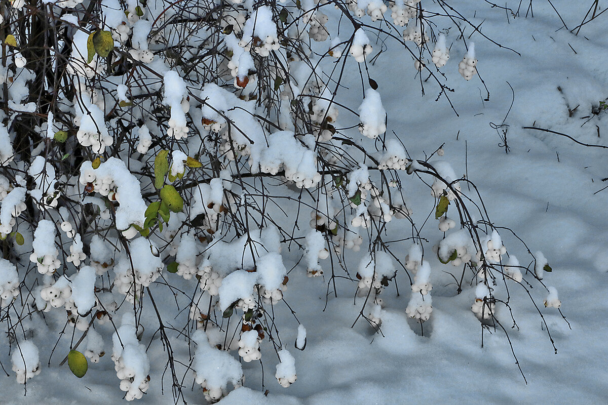 Снежноягодник под снегом - Светлана 