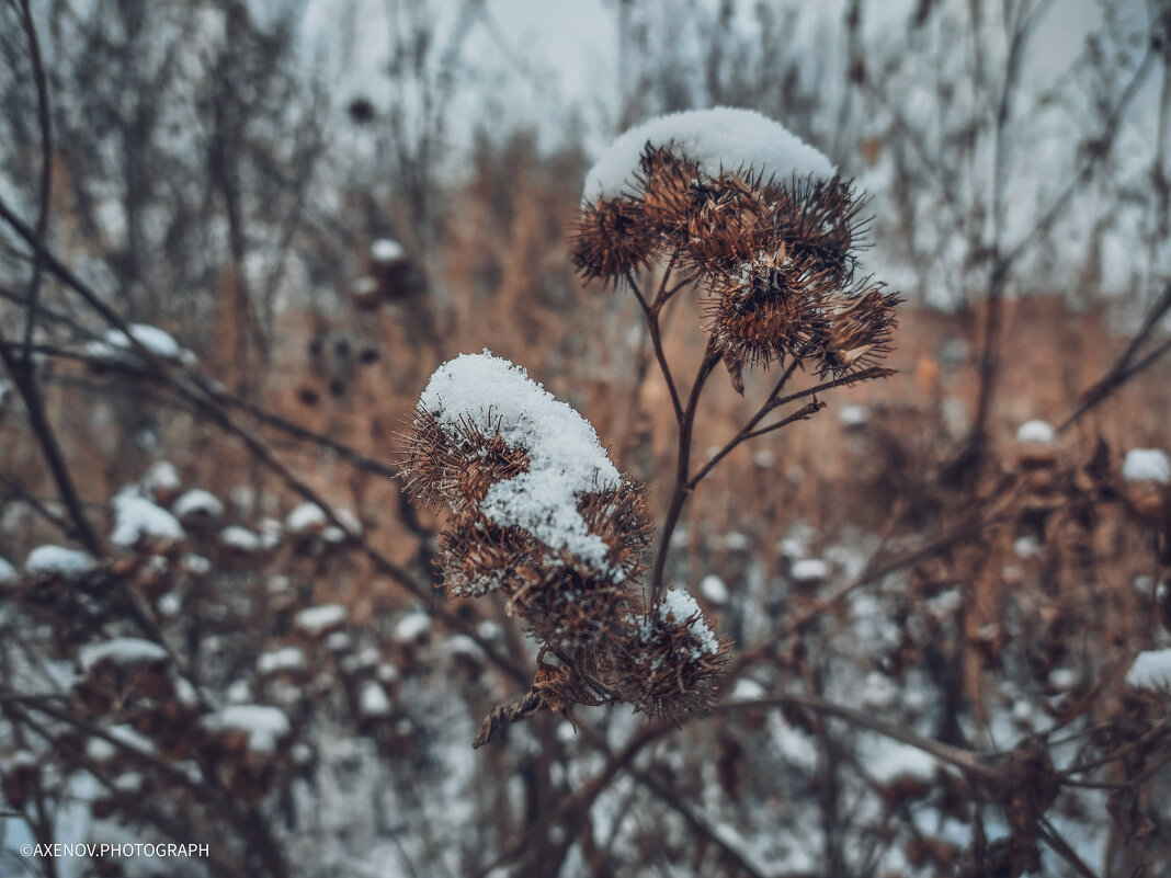 Снежность - Андрей Аксенов